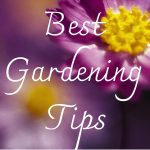 Best Gardening Tips