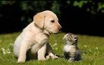 I LOVE MY PET