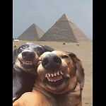 FunnyCatDogMoments