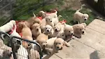 Funniest & Cutest Labrador Puppies #2 - Funny Puppy Videos 2022