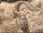 Hognose snakes