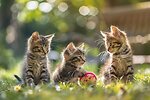 Kittens love