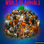 ANIMALS VEDIOS