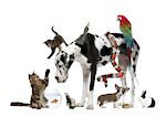 Just Funny Animals