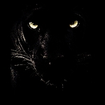 Seasons of Animal Behaviour ©