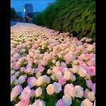 Beauty of Nature