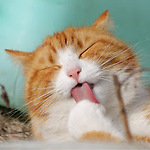 Cutest Cats Ever