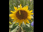 SunshineSoulMusic