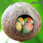 Animal my life