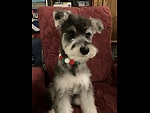 Romeo Mini Schnauzer