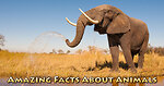 FACTS OF ANIMALS