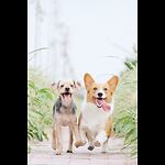 funny cat and dog