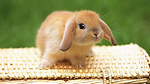 Beauty Of Rabbit