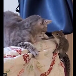Sami De Squirrel