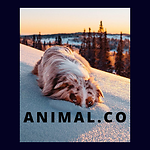 Animal.Co