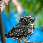 WildCreatureslife