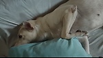 Funniest Videos of All Time