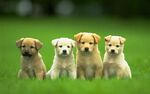 One stop destination for regular cute videos