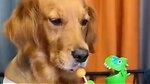 Pet dog|| pet entertainment|| pet video|| funny dog|| funny pet||