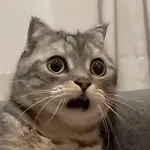 Cat reacting to funny videos and memes