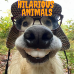 Hilarious Animals