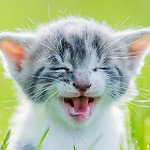 Funny Pets