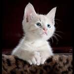 Lovely Cat