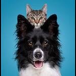 Pet Lovers 