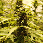 DIY HYDROPONICS