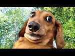 Funny Animal Clips