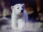 Animal fun video
