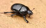Beetle World
