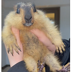 Marmot_Park