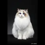 动物治愈站