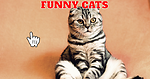 FunnyCats