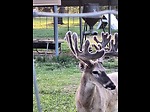 Deer farm