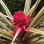 Fallawatra Green Resort