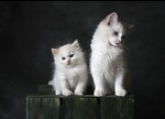 pretty cats