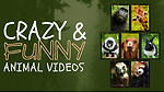 Hilarious Animal Videos that will Make You Laugh Out Loud