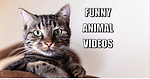 Funny Animal Videos