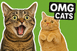 OMG Cats