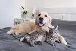 animals lover