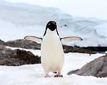 Penguinscv