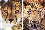animals