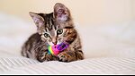 Cute cats and animals