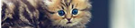 Funny Videos