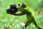 Funny pets video zone