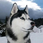 Husky funny video