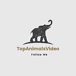 Best Animals Video Channels