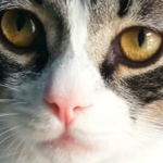 The most beautiful funny videos of the cat Minouche